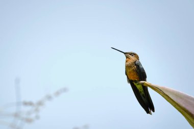Dev sinekkuşu (Patagona gigas), maguey üzerine tünemiş güzel sinekkuşu. Peru. 