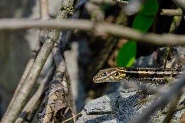 Daha az süslü Whorltail Iguana (Stenocercus ornatissimus), Peru 'ya özgü güzel bir numune; dinleniyor ve güneş ışınlarını alıyor; ayrıca neredeyse tehdit altında..