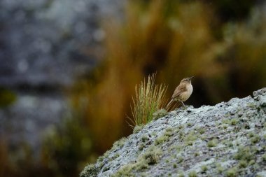 Çıplak boğaz Canastero (Asthenes humilis), hafif bir yağmurda bir kayanın üzerine tünemiş yalnız bir birey. Peru. 