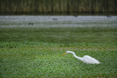 Büyük Akbalıkçıl (Ardea alba), bir sulak arazinin kenarında avlanma becerilerini gösteren bir tür. Peru. 