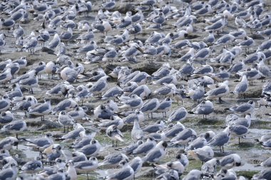 Franklin 's Gull (Leucophaeus pikseli), Ekim' den Mayıs 'a kadar pek çok güzel göçmen grubu, plajın kıyılarına tünemiştir. Peru. 