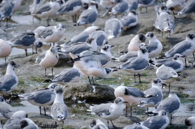 Franklin 's Gull (Leucophaeus pikseli), Ekim' den Mayıs 'a kadar pek çok güzel göçmen grubu, plajın kıyılarına tünemiştir. Peru. 