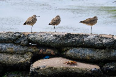 Whimbrel (Numenius phaeopus), sahildeki bu sahil kuşunun güzel portresi. Peru. 