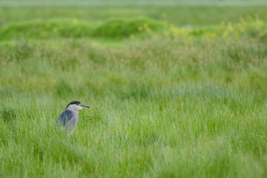 Kara Taç Giyen Gece Balıkçıl (Nycticorax nycticorax), balıkçılgiller (Nycticorax) familyasından bir kuş türü. Peru.