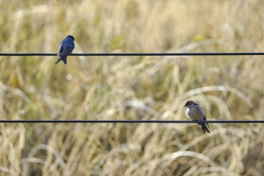 Brown-bellied Swallow (Orochelidon murina), perched on wires in the middle of the urban area. Peru.  clipart