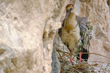 And Ibis (Theristicus branickii), yuvasının bulunduğu uçurumun kenarına tünemiş güzel bir tür. Peru. 