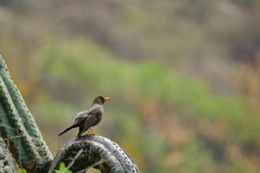 Chiguanco Thrush (Turdus chiguanco), tek başına tünedi. Peru. 