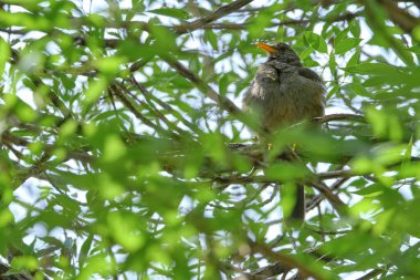 Chiguanco Thrush (Turdus chiguanco), tek başına tünedi. Peru. 