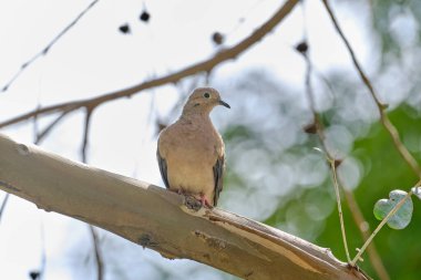 Kulak Güvercini (Zenaida auriculata), bir dalın üzerine tünemiş güzel bir güvercin. Peru.