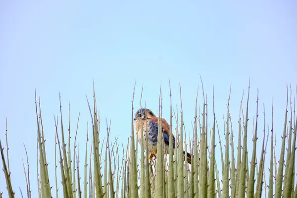 stock image American Kestrel (Falco sparverius), kestrel perched on the leaves of a puya raimondi. Peru. 