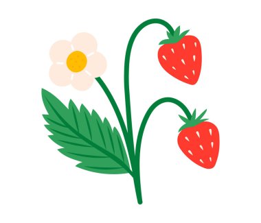 Yapraklı ve çiçekli çilek. Sulu yaz meyveleri. Düz Vektör illüstrasyonu izole edildi