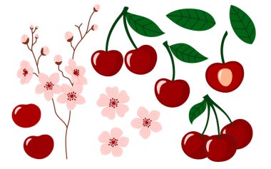 Çilek seti. Çiçek açmış kiraz dalları. Yapraklı ve çiçekli kiraz. Sulu yaz meyveleri. Düz Vektör illüstrasyonu izole edildi