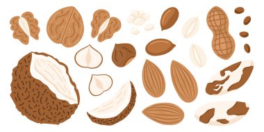 Fındık ve tohumlar. Ceviz, tohum, Hindistan cevizi, badem, fındık, fıstık, kuru nohut, ayçiçeği tohumu, vejetaryen besin malzemeleri.