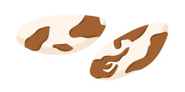 Brezilya fındıkları. Fındık bütün tohumları soydu. Vejetaryen gıda malzemeleri. Vektör illüstrasyonu