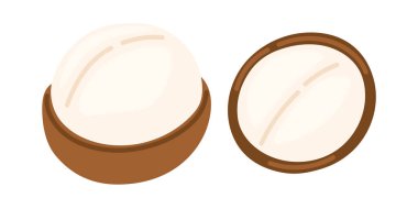 Macadamia fındığı. Vejetaryen gıda malzemeleri. Vektör illüstrasyonu