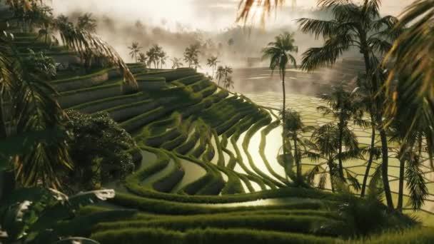 バリ島の米畑 米のテラスの上の素晴らしい景色 バリ島のライステラス — ストック動画