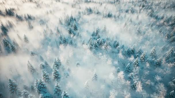 雾蒙蒙的森林里升起了太阳 日出时的冬季森林 冬雾密林 黎明时分在森林里的阳光 空中的景色 — 图库视频影像