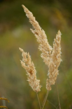 Sonbaharda günbatımında çimen çıkıntısı