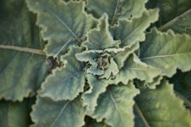 Güzel yeşil çayır çim üst görünümü