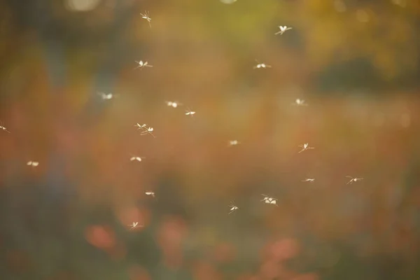 Létající Pakomáči Pozadí Zlatého Západu Slunce Podzimním Dni Zblízka — Stock fotografie