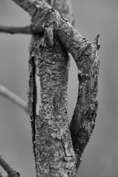 Fragment Eines Trockenen Baumes Nahaufnahme Mit Weicher Bokeh Nahaufnahme — Stockfoto