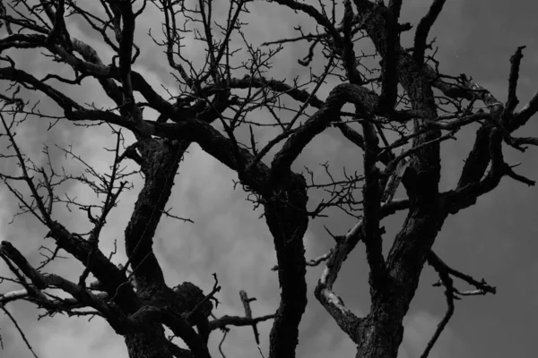 Suchý Strom Proti Oblačné Obloze Dramatickém Černobílém Stylu — Stock fotografie
