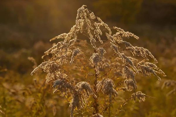 Blühendes Wildes Feldgras Herbst Bei Sonnenuntergang Nahaufnahme — Stockfoto
