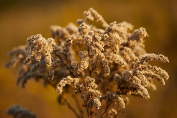 Blühendes Wildes Feldgras Herbst Bei Sonnenuntergang Nahaufnahme — Stockfoto