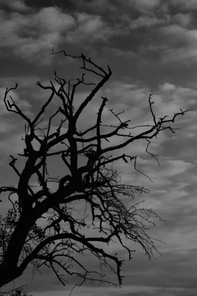 Suchý Strom Proti Oblačné Obloze Dramatickém Černobílém Stylu — Stock fotografie