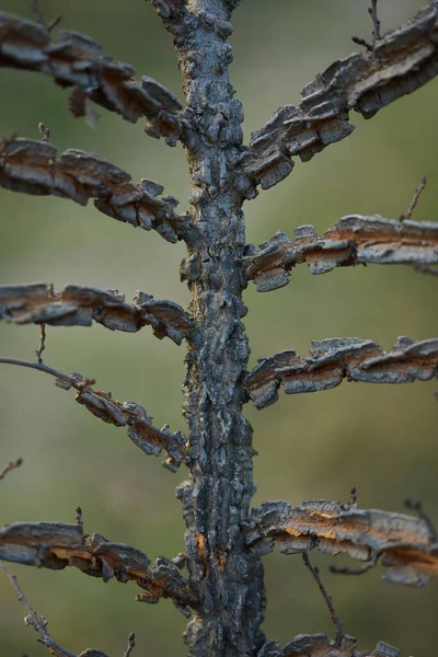 Ένα Θραύσμα Ξηρού Δέντρου Που Τραβήχτηκε Από Κοντά Κοντινό Μαλακό — Φωτογραφία Αρχείου