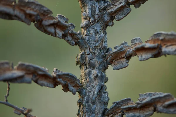 Fragmento Tiro Árvore Seco Close Com Bokeh Macio Close — Fotografia de Stock