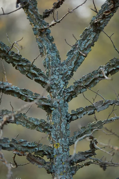 Fragmento Tiro Árvore Seco Close Com Bokeh Macio Close — Fotografia de Stock