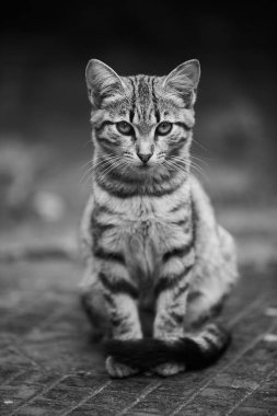 Şirin kedi sıcak bir kapakta oturur.