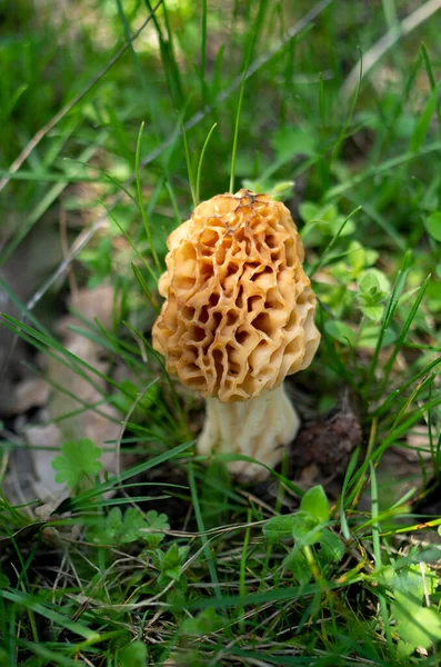 Young Yellow Common Morel Closeup Fores — Stock Photo, Image