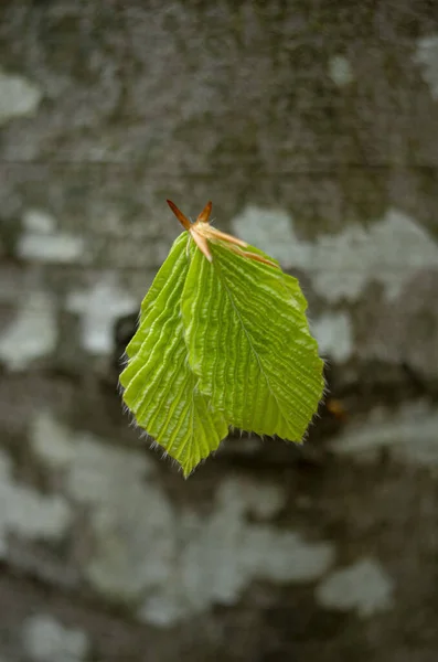 Two Young Beech Leaves Tree Closeup — Stock Photo, Image