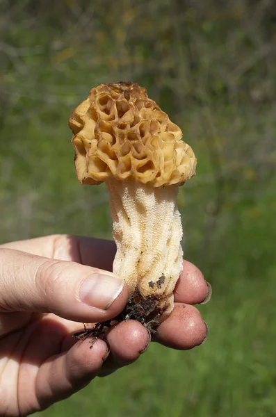 Young Yellow Common Morel Closeup Han — Stock Photo, Image