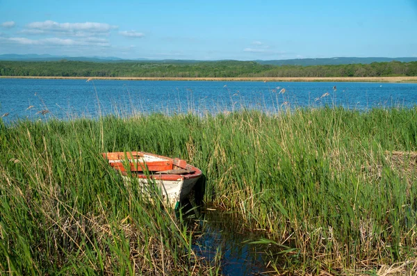 stock image Lonely old boat in the reeds of a lake in sunny da