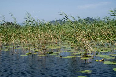 Karadağ 'daki Skadar Gölü ve Europ Milli Parkı' ndaki sazlıkların görüntüsü