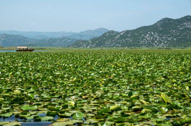 Karadağ 'ın Skadar Gölü ve Europ' ta zambaklarla gezmek için bir tekne