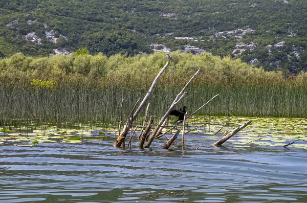 Arbres Morts Oiseaux Dans Parc National Lac Skadar Monténégro Europ — Photo