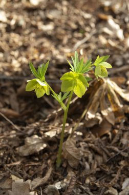 Vahşi yeşil zehirli çiçek helleborusu (Helleborus kokusu) ilkbahar güneşli orman kapanışında