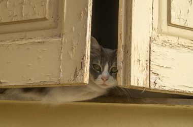 Eski beyaz pencerenin arkasındaki tuhaf gri ve beyaz kedi