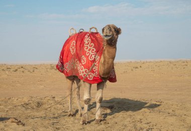 Özbek motifli kırmızı battaniyeli deve turistler için Özbekistan, Asi 'de Kyzylkum çölünde at sürmek