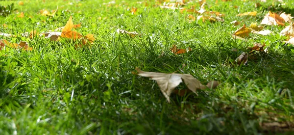 stock image dry leaves falling on the grass