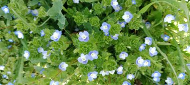 Yeşil arkaplanda çevre dokusu