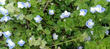 Yeşil arkaplanda çevre dokusu