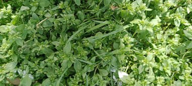 Yeşil arkaplanda çevre dokusu