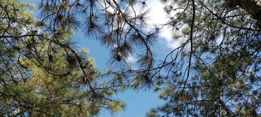 Ağaç dalları ve kurumuş yapraklarla gökyüzü