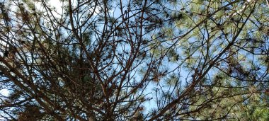 Ağaç dalları ve kurumuş yapraklarla gökyüzü