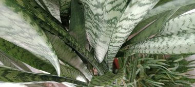 taze ve doğal yeşil çimen arka planı